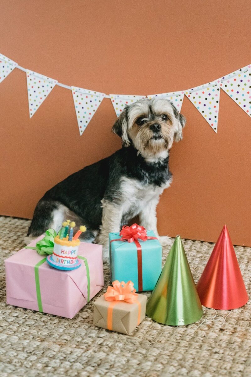 30 Dog Birthday Party Ideas With Games, Treats, And Photo Tips