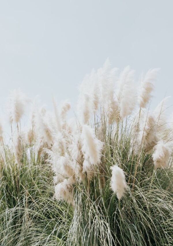 ornamental grass