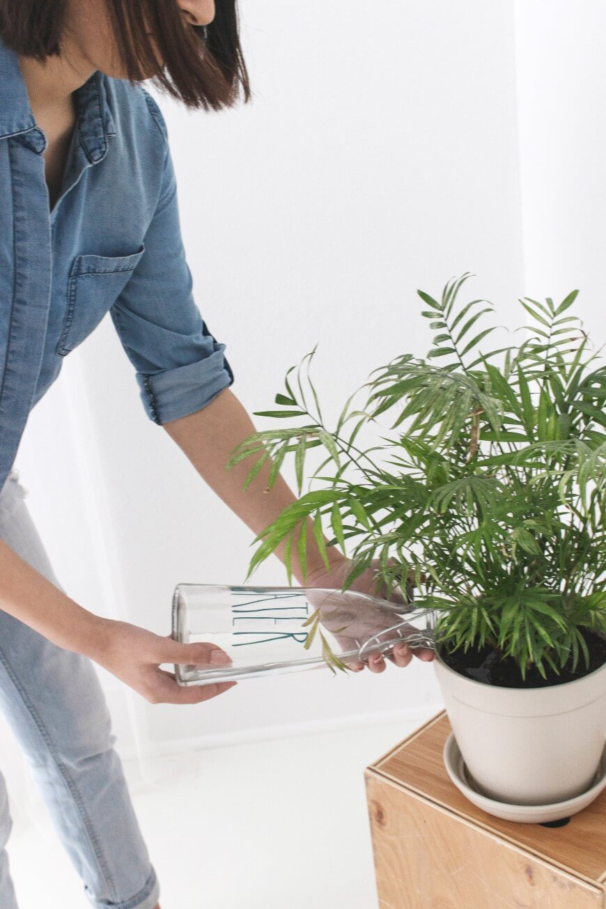 watering plants in the morning
