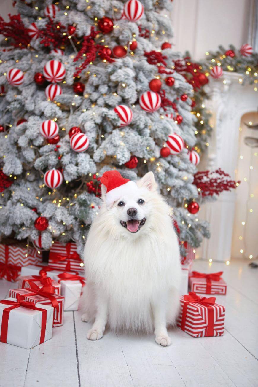 A fluffy white dog wearing a red Santa hat sits in front of a decorated Christmas tree with red and white ornaments, surrounded by wrapped presents.