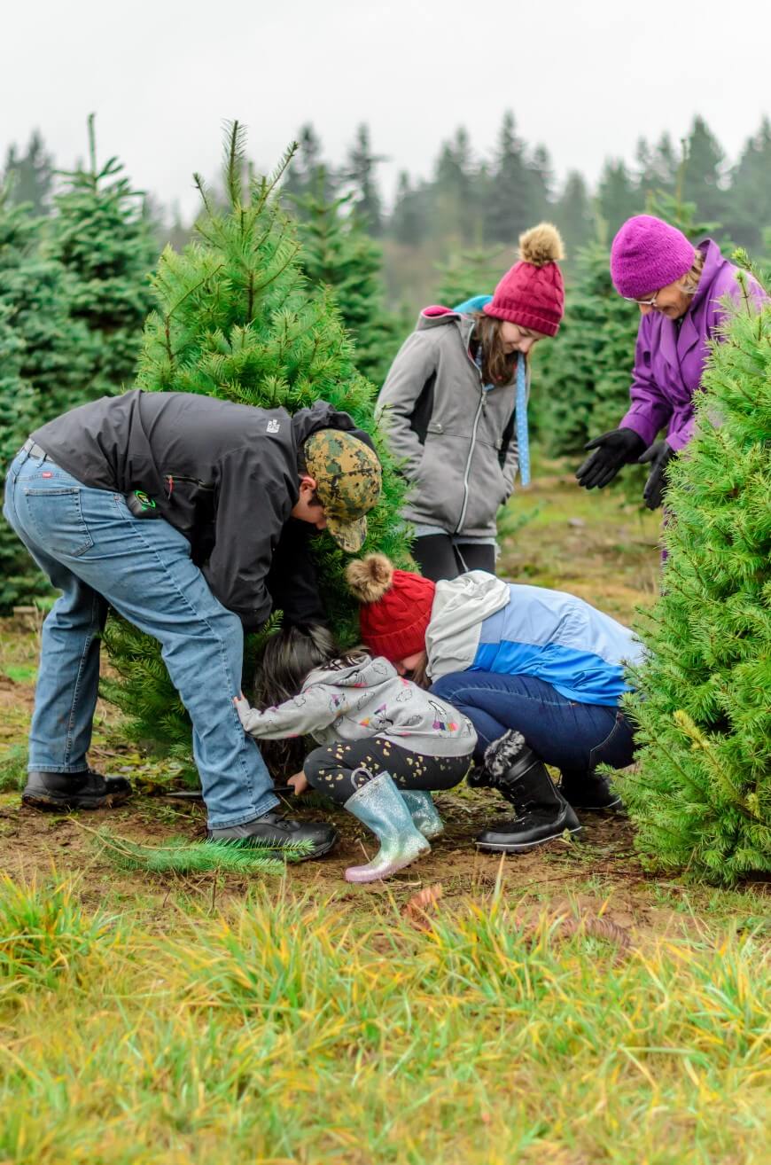 Four people dressed in winter clothing work together to cut down a small pine tree in a field surrounded by other evergreens, with a forest in the background.