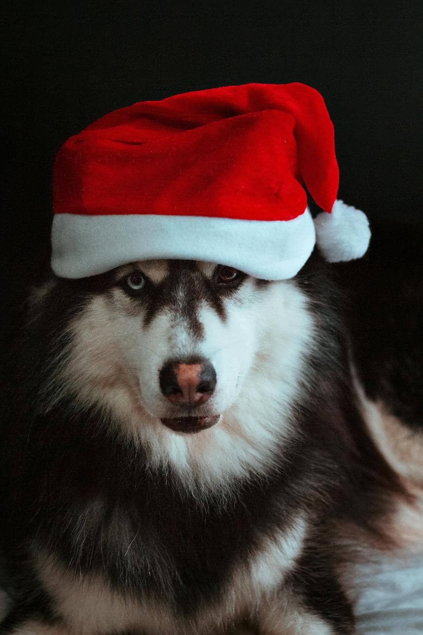 A husky dog with blue eyes is wearing a red and white Santa hat, looking directly at the camera against a dark background.