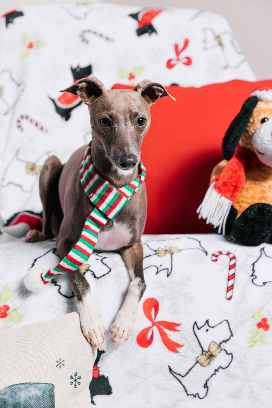 A small dog with a short brown coat and white paws sits on a festive blanket wearing a red, green, and white striped scarf. A plush toy dog and a red pillow are beside it. The blanket has holiday-themed designs.