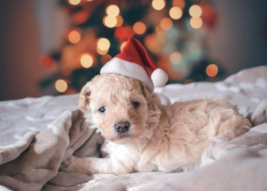 A small, fluffy puppy wearing a red and white Santa hat lies on a blanket, with blurred festive lights in the background.