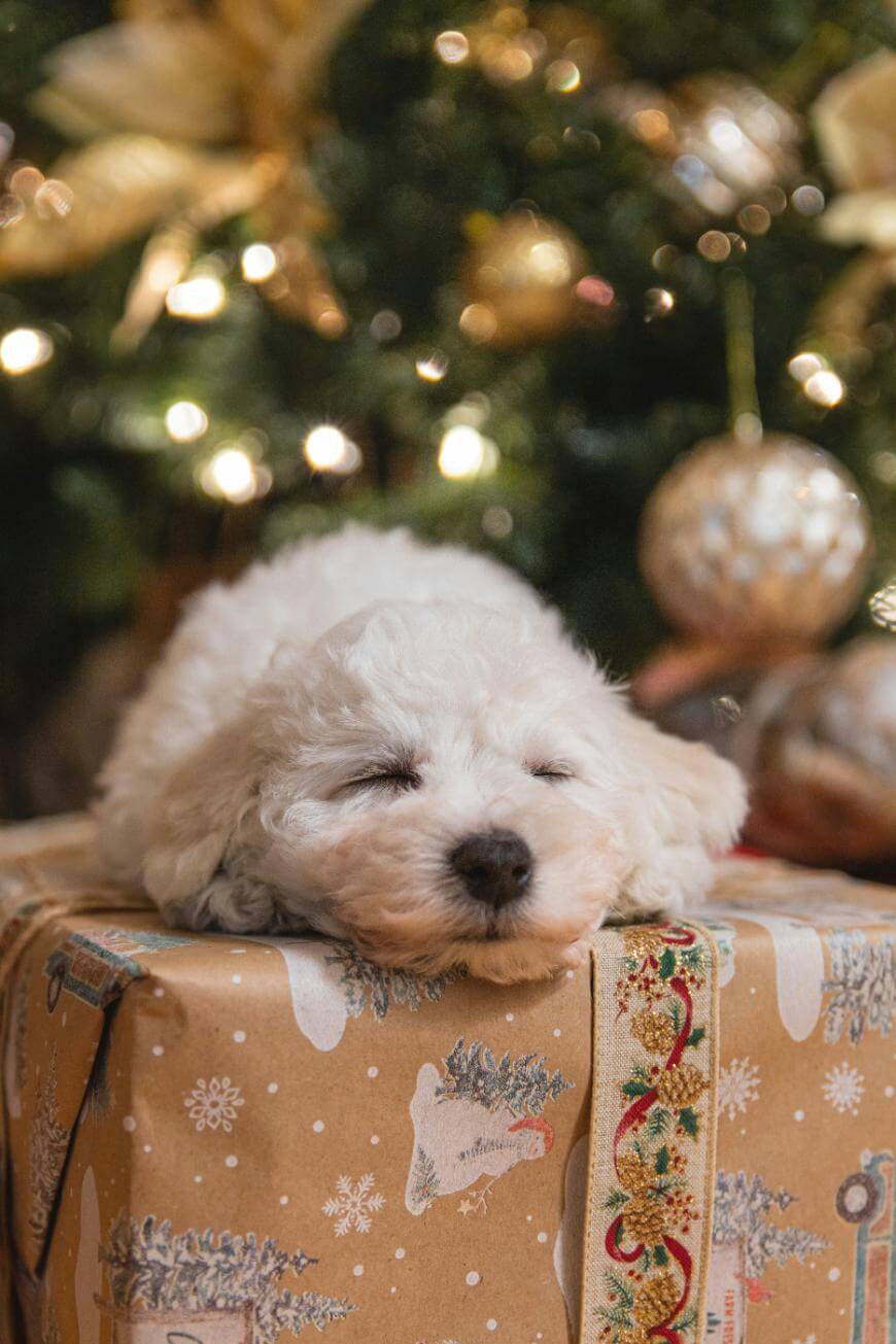 A small, fluffy white puppy is sleeping on a wrapped Christmas present in front of a decorated Christmas tree with lights and ornaments.