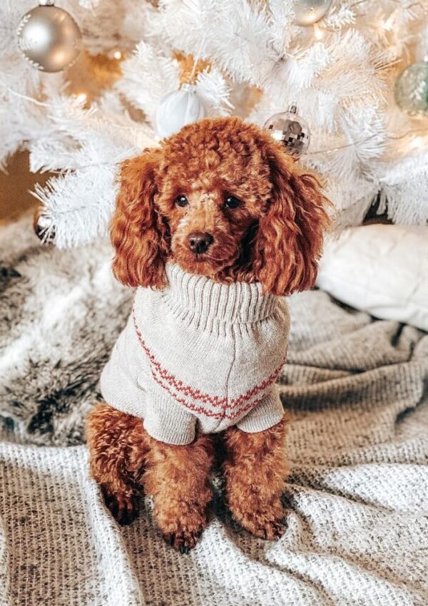 A brown poodle wearing a cozy sweater sits on a textured rug in front of a white Christmas tree decorated with ornaments.