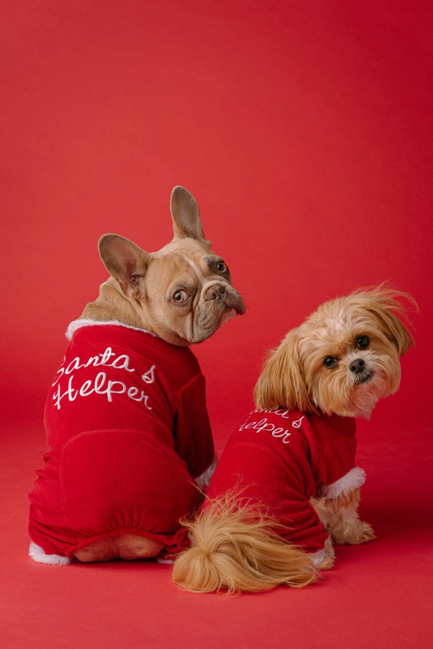 Two dogs wearing red Santas Helper outfits sit on a red background, looking back at the camera. One is a French Bulldog and the other is a small, fluffy dog with light brown and white fur.