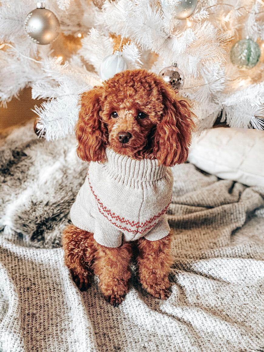 A small brown poodle wearing a cream-colored sweater sits on a cozy blanket in front of a white Christmas tree decorated with ornaments.