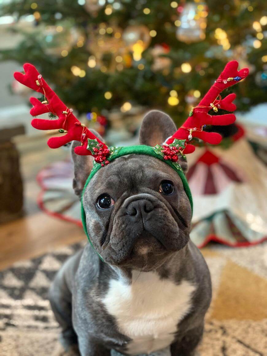 A gray French Bulldog wearing red reindeer antlers sits in front of a decorated Christmas tree with lights and wrapped presents in the background.