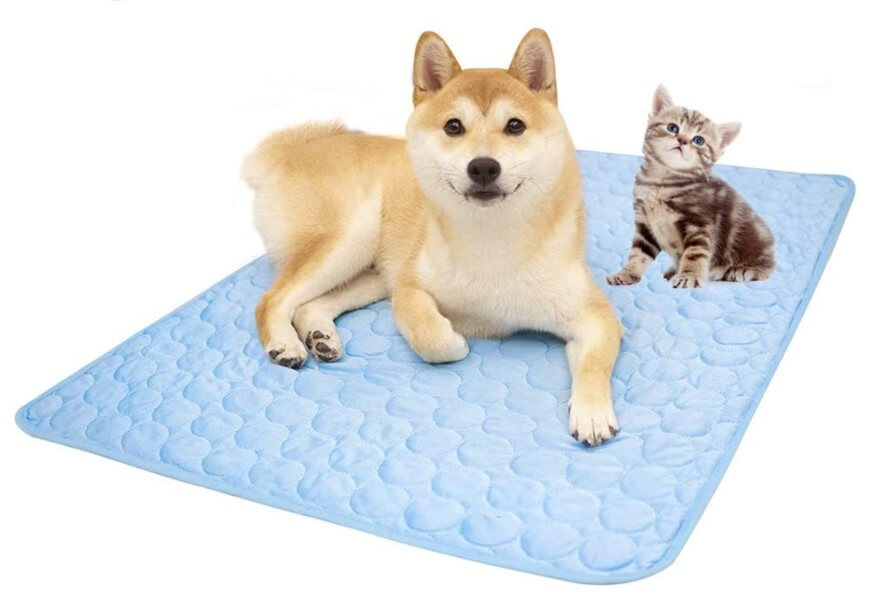 A Shiba Inu dog and a tabby kitten lying together on a light blue quilted mat, against a white background.