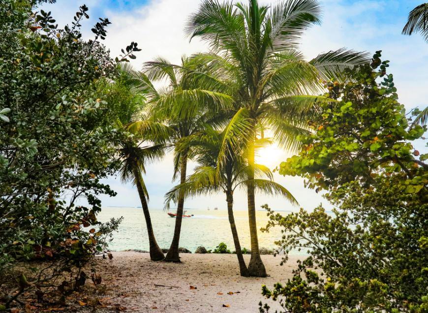 Tropical beach scene with palm trees, lush greenery, and sunlight shining through the leaves, overlooking calm ocean water and a partly cloudy sky.