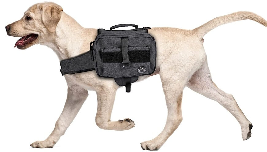 A light-colored Labrador retriever is walking, wearing a black dog backpack with pockets and a handle on its side.