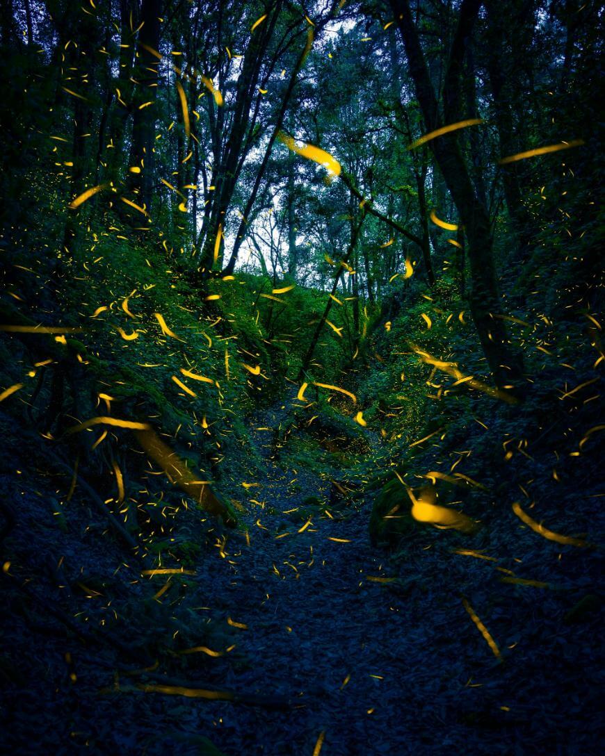 A forest scene at dusk with numerous glowing yellow fireflies swirling among tall trees, creating a magical and luminous atmosphere along a shadowy path.