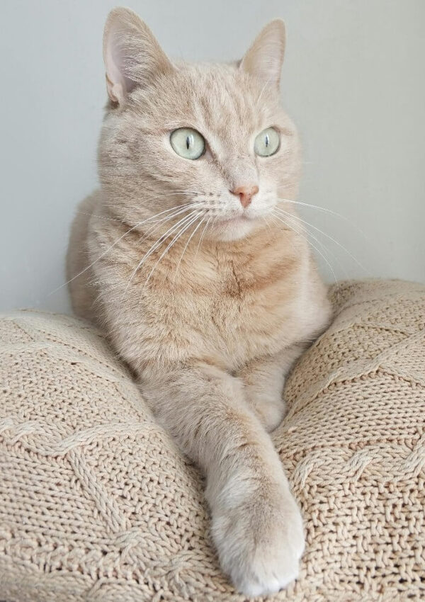 A light orange tabby cat with green eyes lounges on two beige knitted pillows, looking alertly to the side. The cat’s front paws are crossed, and the background is a plain light color.