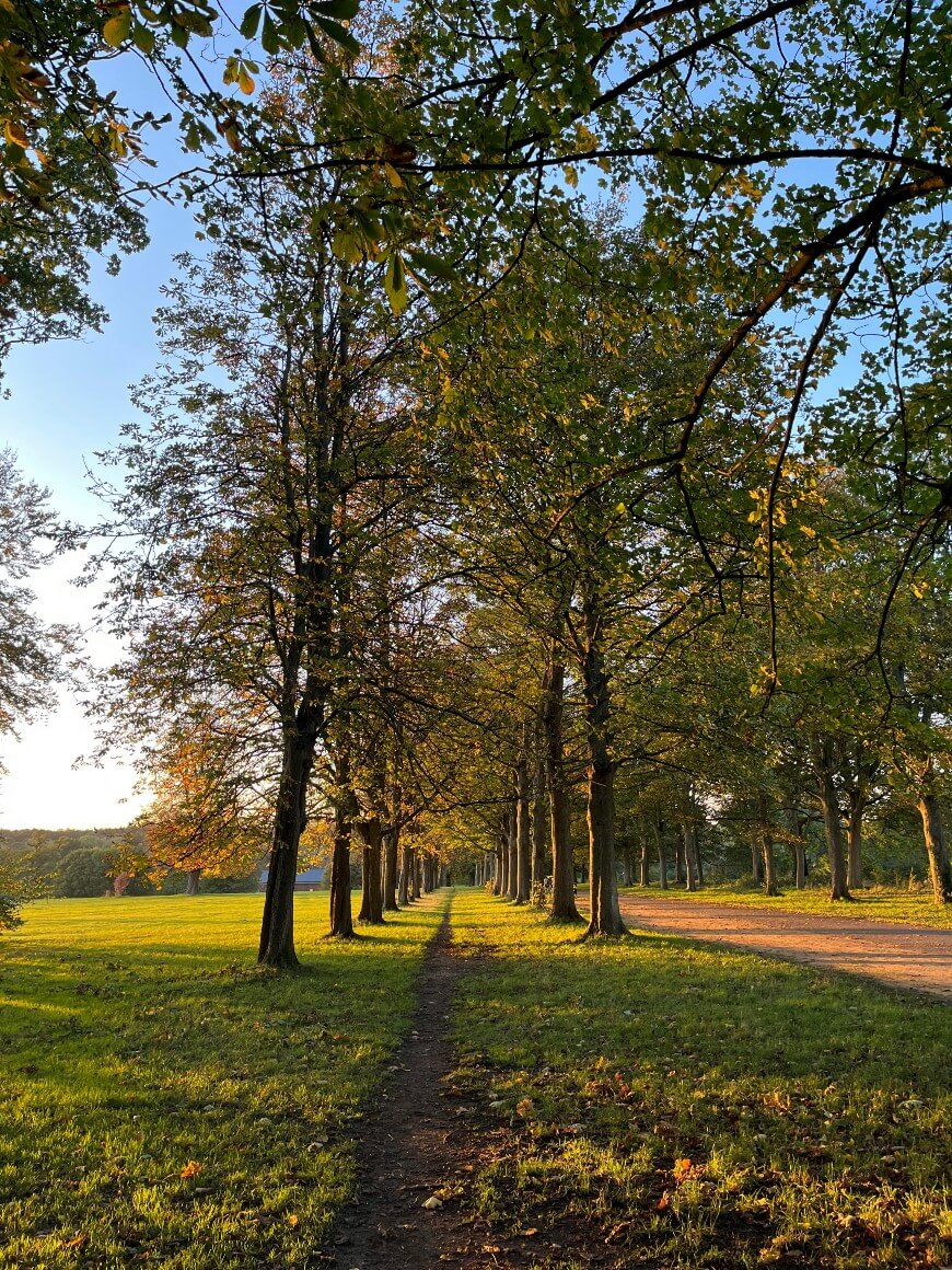 A narrow dirt path runs between two rows of tall trees with green and yellow leaves, bordered by grassy fields and a sunlit dirt road, under a clear blue sky.