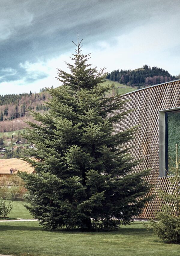 A tall evergreen tree stands on a grassy lawn beside a modern building with a patterned facade, with hills and scattered houses visible in the background under a cloudy sky.