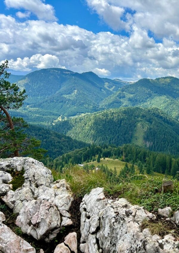 Expansive view of green, forested mountains under a partly cloudy blue sky, with rocky outcrops and a tree in the foreground.