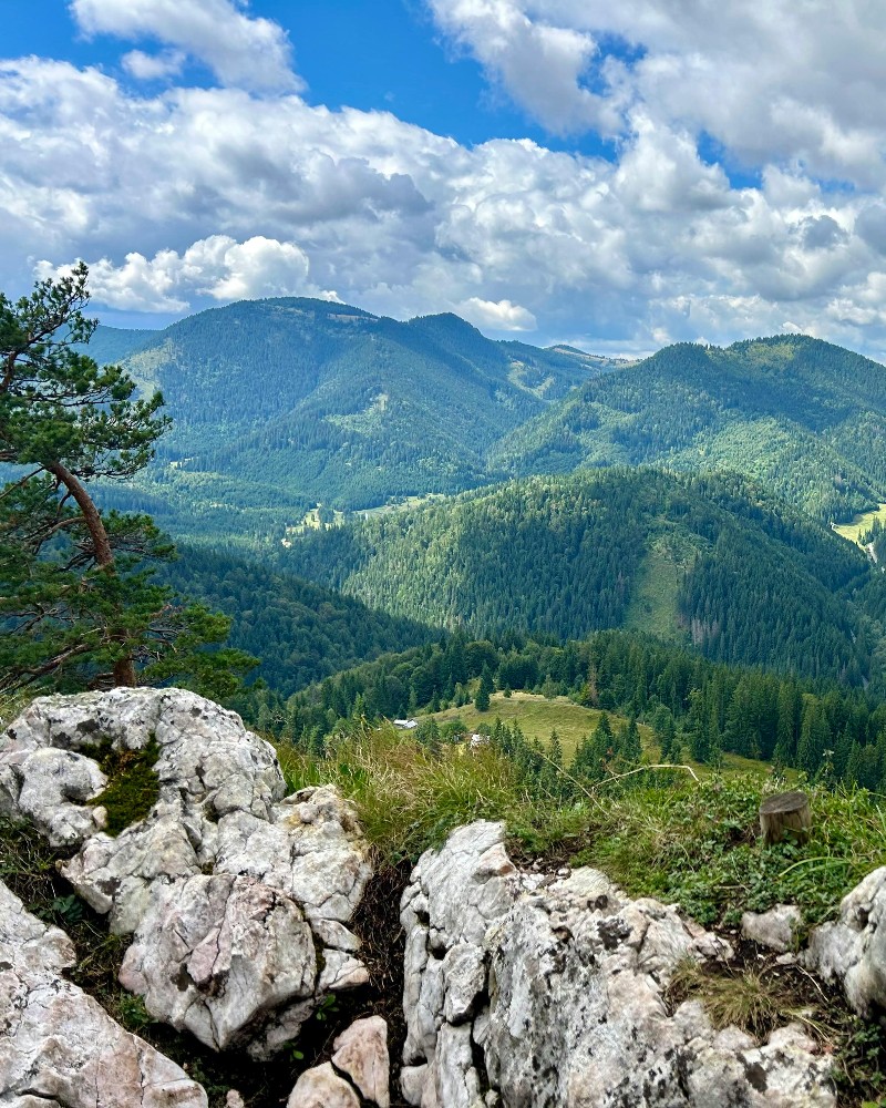 Expansive view of green, forested mountains under a partly cloudy blue sky, with rocky outcrops and a tree in the foreground.
