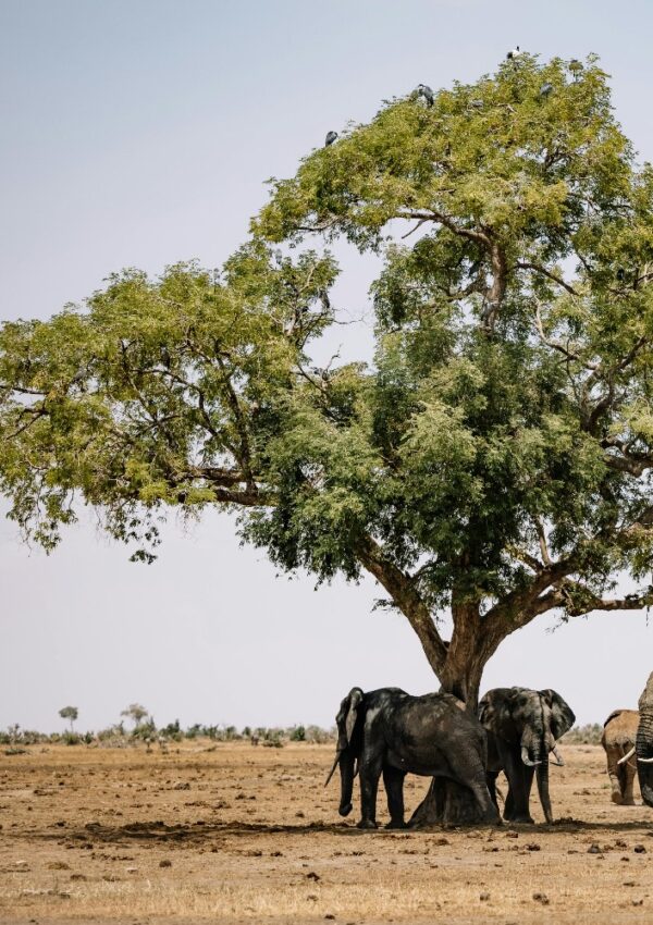 A group of elephants stands under the shade of a large, leafy tree in a dry, open landscape with a clear sky above.