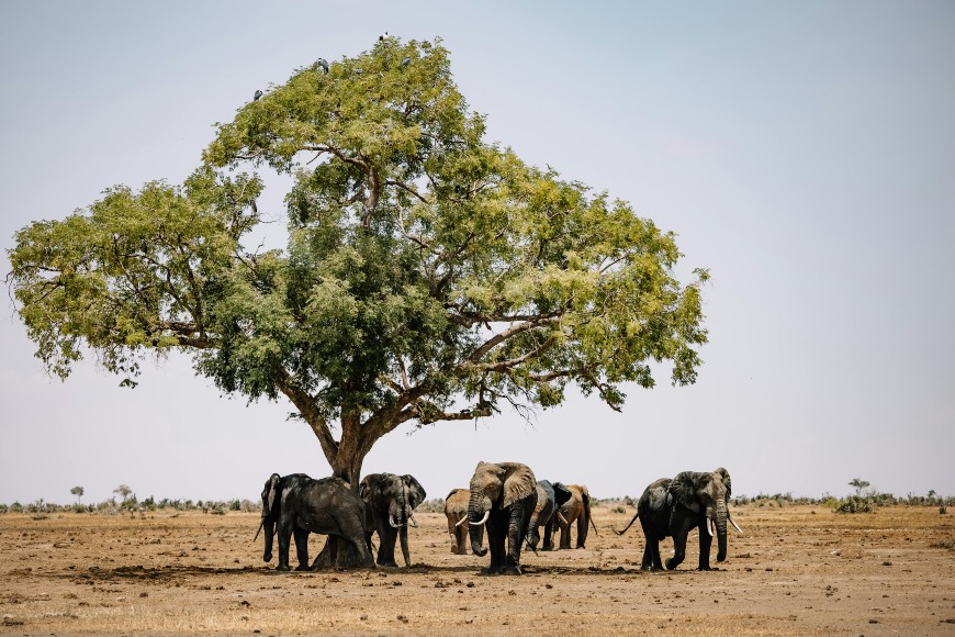 A group of elephants stands beneath a large tree in a dry, open landscape, seeking shade from the sun. The sky is clear and the ground is dusty, with sparse vegetation in the background.