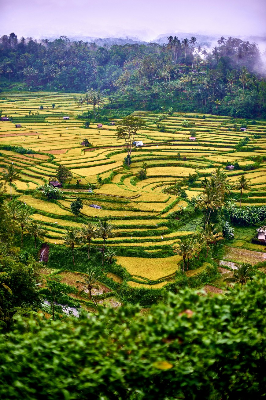 Terraced rice fields with golden-yellow crops curve along the hillside, surrounded by lush green trees and misty forest in the background, creating a layered landscape in a rural setting.