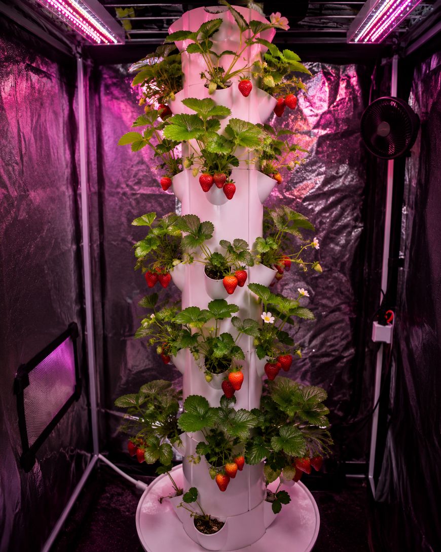 A tall, white vertical hydroponic tower growing green strawberry plants with ripe red strawberries, set inside a dark indoor grow tent lit with pink LED lights.
