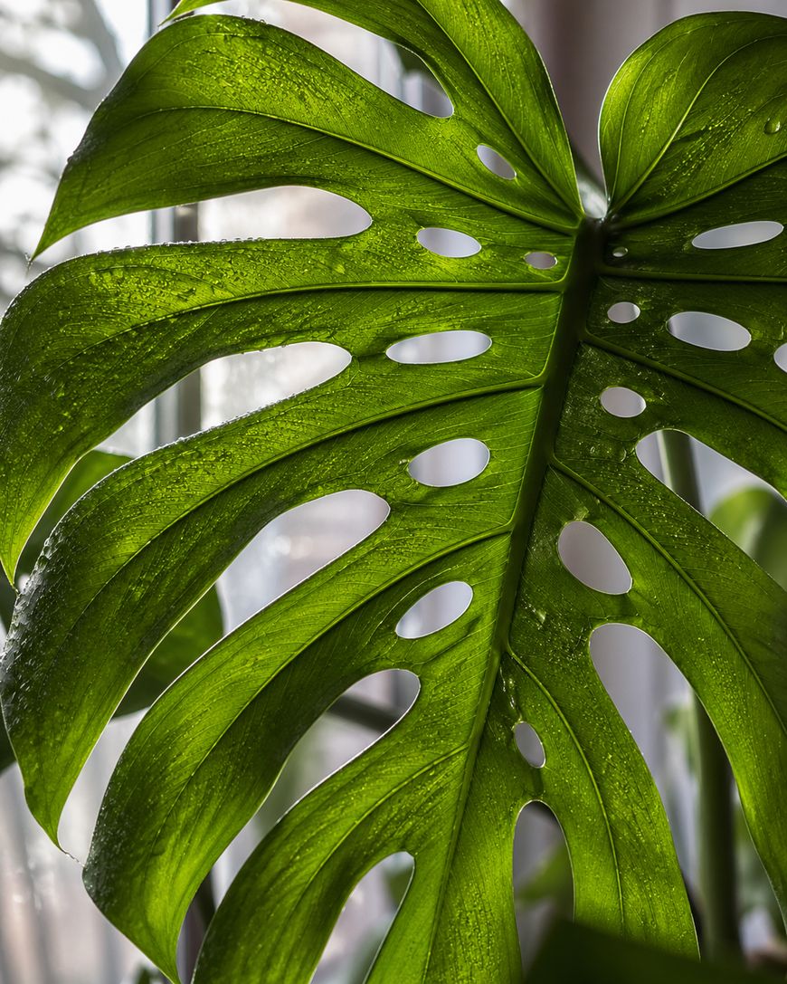 A close-up of a vibrant green Monstera leaf with natural holes and splits, showing detailed texture and sunlight filtering through it.