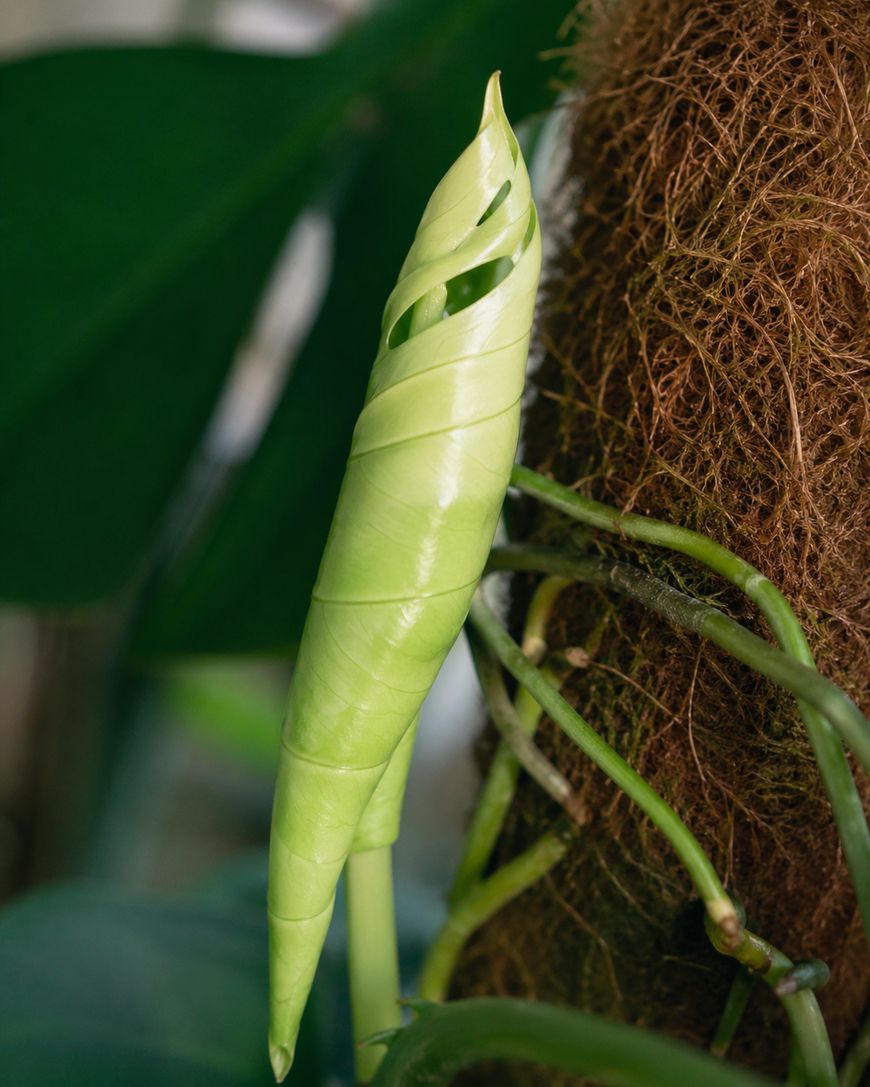 A close-up of a light green, tightly rolled new leaf of a monstera plant, positioned next to a brown moss pole, with blurred darker green leaves in the background.