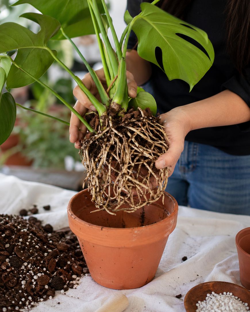 A person holds a Monstera plant by its roots above a terracotta pot, preparing to repot it. Soil and gardening materials are scattered on a table covered by a cloth.
