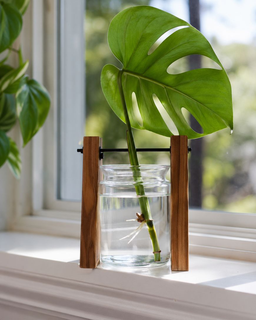 A single Monstera leaf with stem is placed in a glass jar of water, held upright by a wooden and metal stand, sitting on a windowsill with sunlight streaming in.