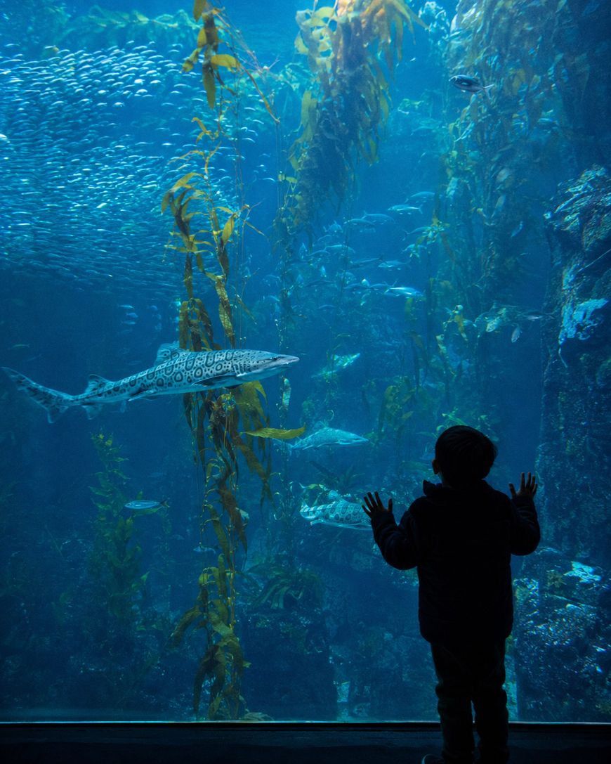 A child stands with hands pressed to glass, watching a large fish swim among kelp and schools of fish in a blue-lit aquarium tank.