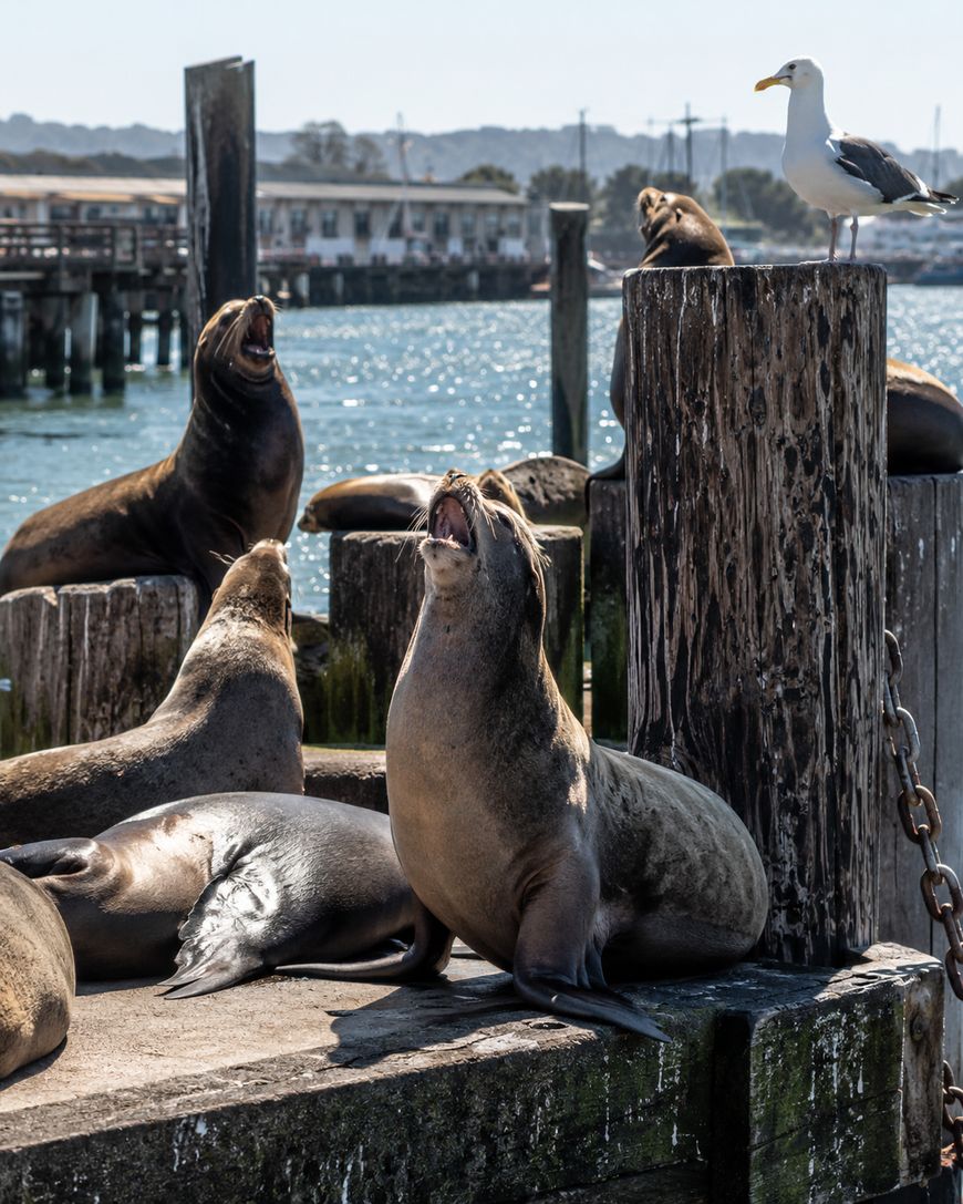 Several sea lions rest and vocalize on a dock by the water, while a seagull stands on a wooden post nearby. In the background, there are buildings, a pier, and distant hills under a sunny sky.