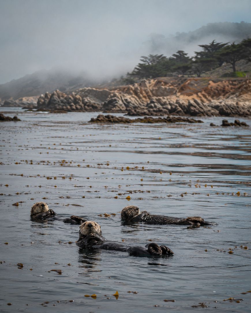 Three sea otters float on their backs in calm, kelp-filled coastal waters with rocky cliffs and misty trees in the background.
