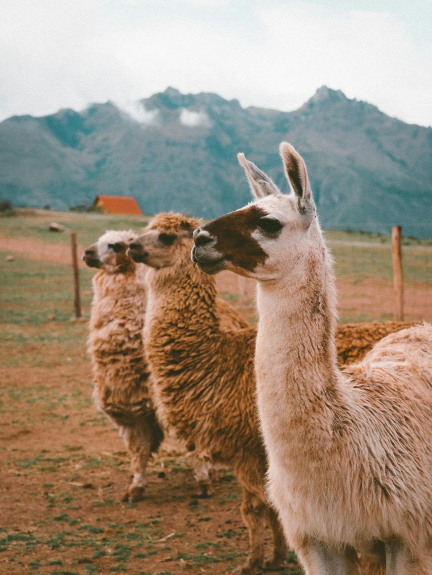 Three llamas stand in a line on a grassy field with mountains and a small orange-roofed building in the background under a cloudy sky.
