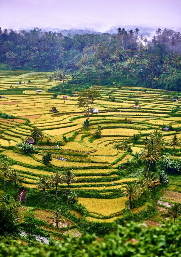 Terraced rice fields with lush green and yellow crops, surrounded by tropical trees and misty forested hills in the background, creating a layered landscape in a rural setting.