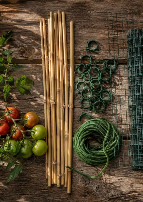 Gardening supplies on a wooden surface: ripe and unripe tomatoes, bamboo stakes, green plant ties, plant support rings, tomato plant support accessories, a roll of green twine, and green wire mesh for healthy tomato plants.