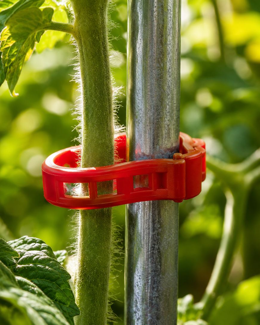 A close-up of a tomato plant stem secured to a metal stake with a red plastic garden clip, surrounded by green leaves in bright sunlight.