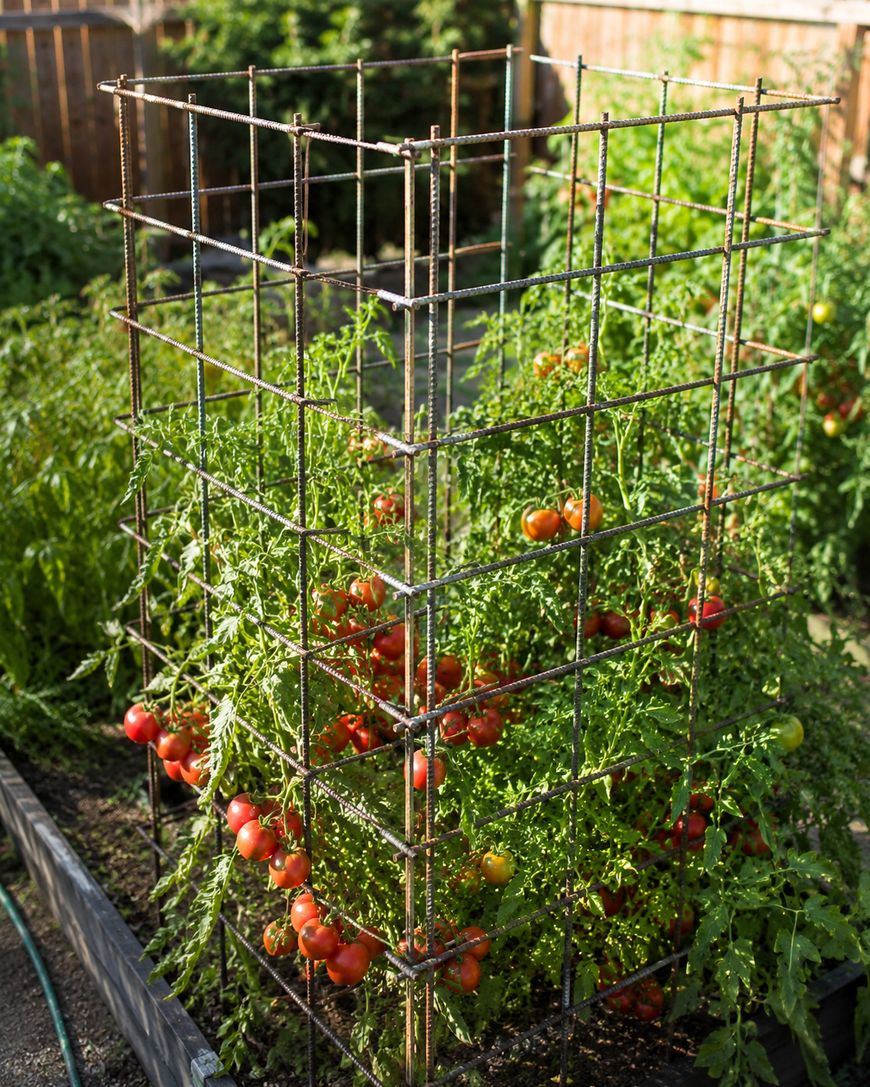 A tomato plant laden with ripening red tomatoes grows in a garden bed, supported by a tall metal cage. Green foliage surrounds the plant, and a garden hose is visible on the left.