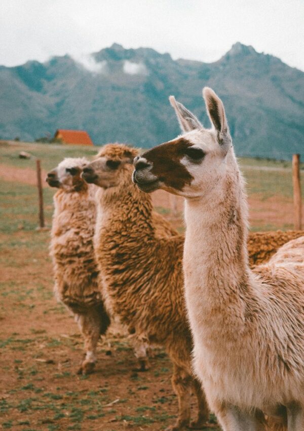 Three llamas stand in a grassy field with mountains in the background. One llama is in the foreground, while the other two are behind it. A fence and a small building are visible in the distance.