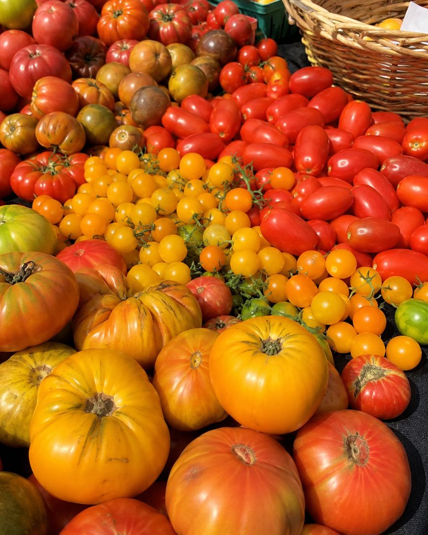 An assortment of heirloom tomatoes in various shapes and colors, including yellow, orange, red, and purple varieties, displayed on a table with a wicker basket in the background.
