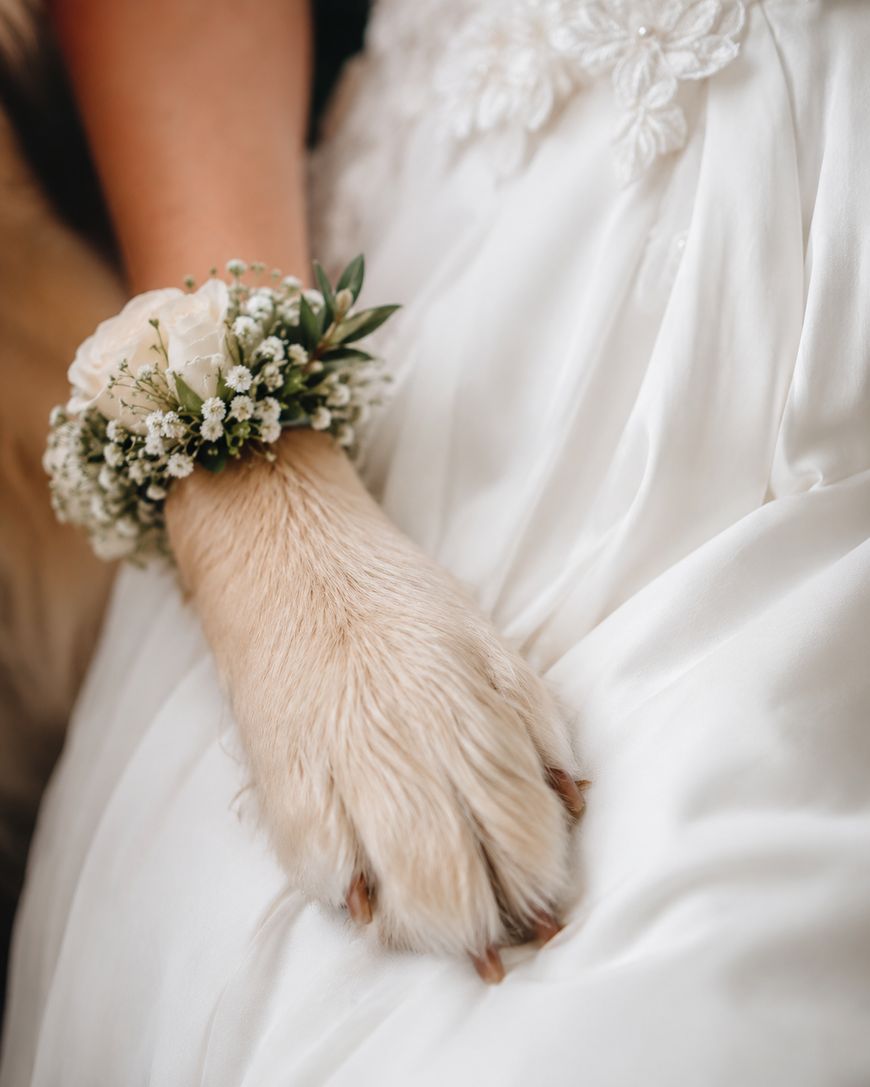 A dog’s paw wearing a floral bracelet rests gently on a white wedding dress, near a person’s arm dressed in white lace.