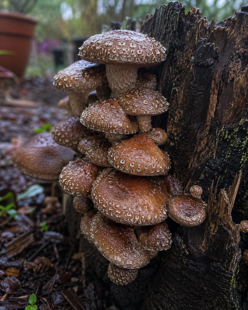 A cluster of brown mushrooms with white speckles growing on the side of a dark, weathered tree stump in a damp, outdoor setting.