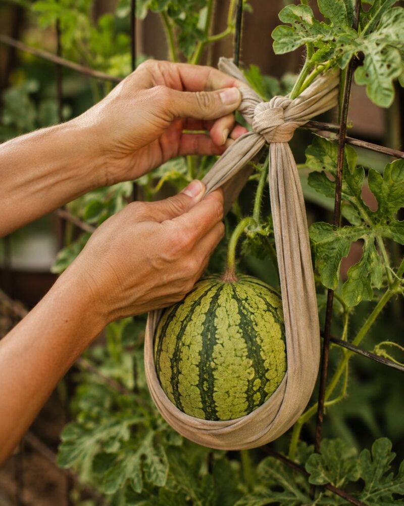 12-watermelon-trellis-ideas-that-actually-work-in-your-garden