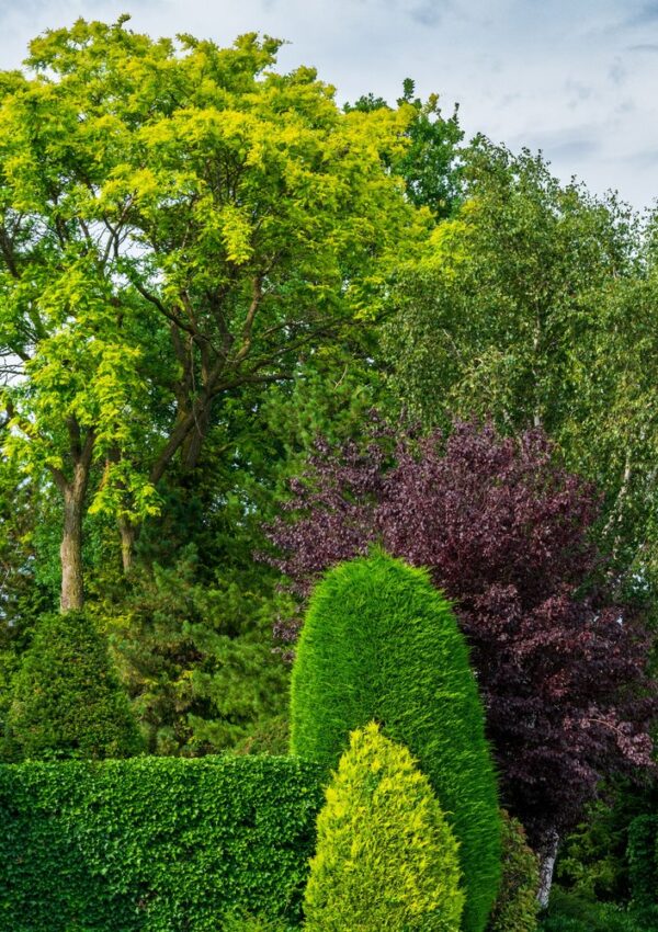 A vibrant garden with neatly trimmed green bushes, a dark purple shrub, and tall trees with lush green foliage under a partly cloudy sky.