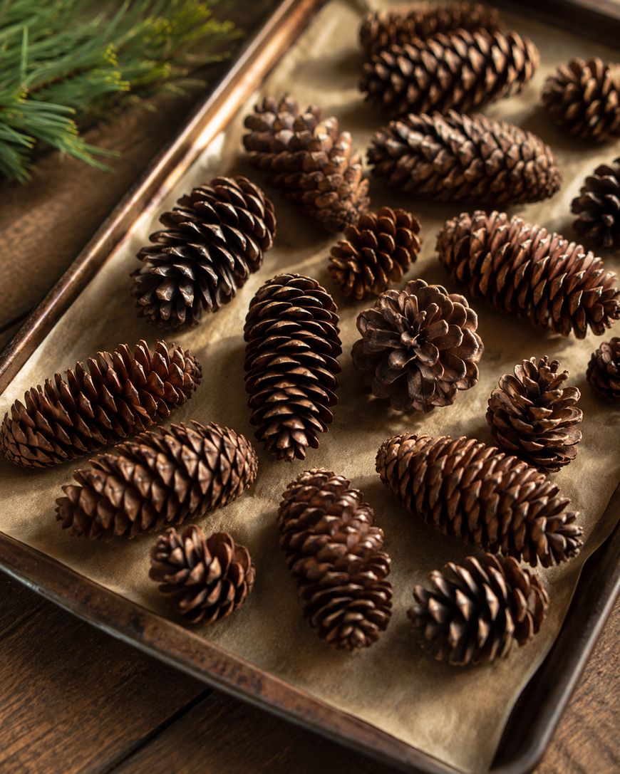 A baking tray lined with parchment paper holds various sizes of brown pine cones, with a small branch of evergreen needles visible in the upper left corner.