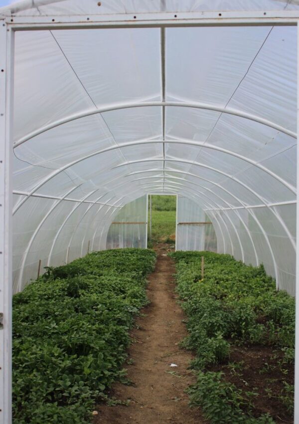 View inside a greenhouse with a dirt path in the center, surrounded by green plants growing in rows on both sides under a curved, translucent plastic roof.