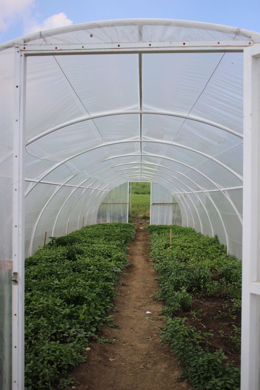 A dirt path runs between rows of lush green plants inside a white, arched greenhouse with a transparent plastic roof and walls. The door is open, revealing the greenery and blue sky outside, offering a glimpse into simple ways to grow fresh produce at home and live more self-sufficiently.