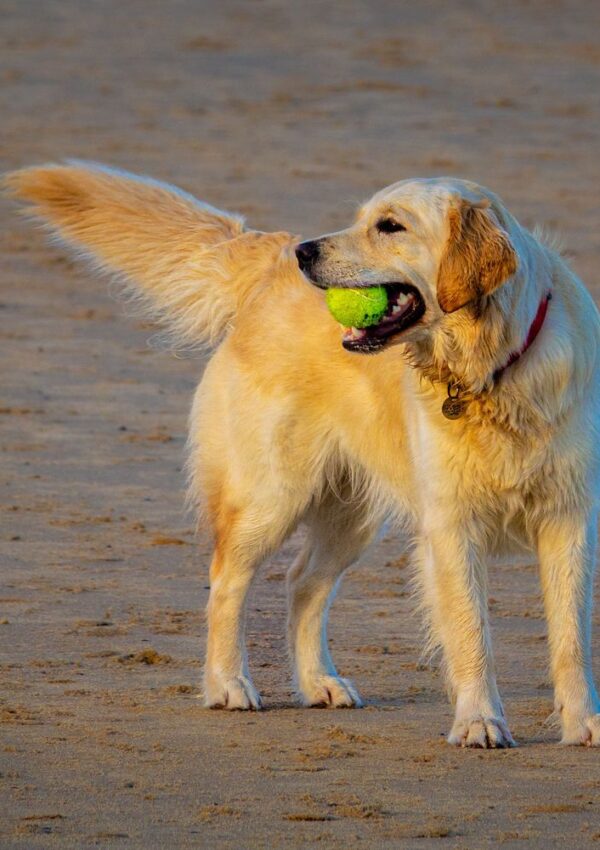 A golden retriever stands on sandy ground, looking to the side with a green tennis ball in its mouth.