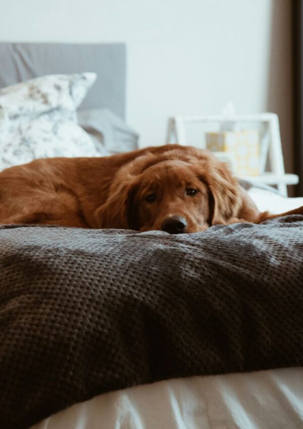 A golden retriever lies on a bed with a gray textured blanket, resting its head and looking toward the camera. The room has a cozy feel with soft lighting and patterned pillows in the background.