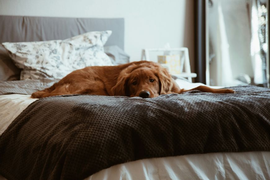 A golden retriever lies on a neatly made bed with gray and white bedding, resting its head on the blanket and looking toward the camera in a cozy bedroom.